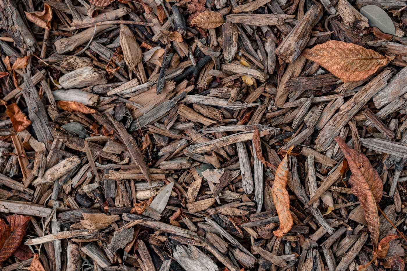Paillage et rétention d'eau : réduire l'arrosage