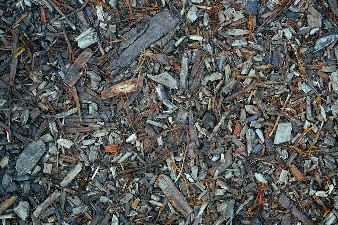 Paillage et azote : l'erreur du bois frais