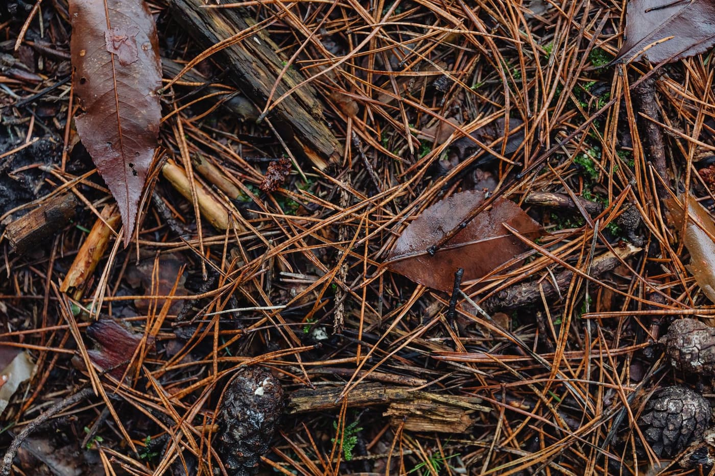 Paillage écorces de pin : calibre, prix et utilisations
