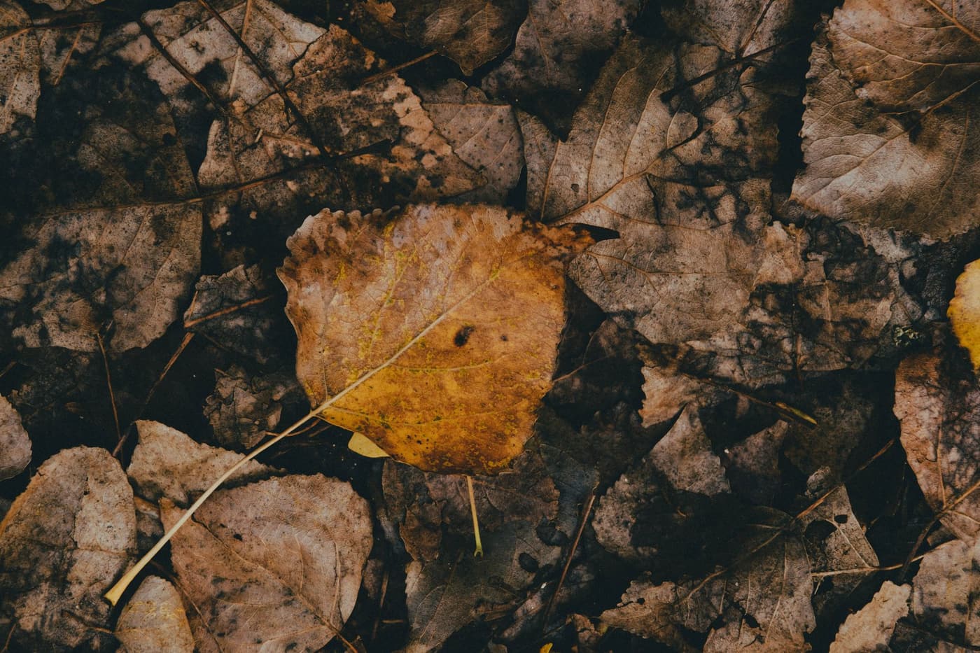 Feuilles mortes : le paillage gratuit de l'automne