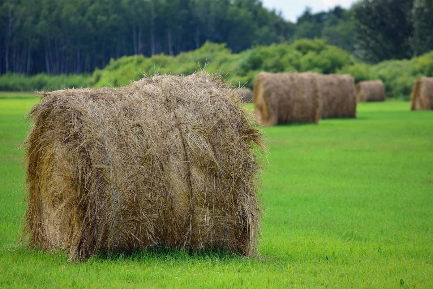 Paillage foin ou paille : quel matériau choisir ?