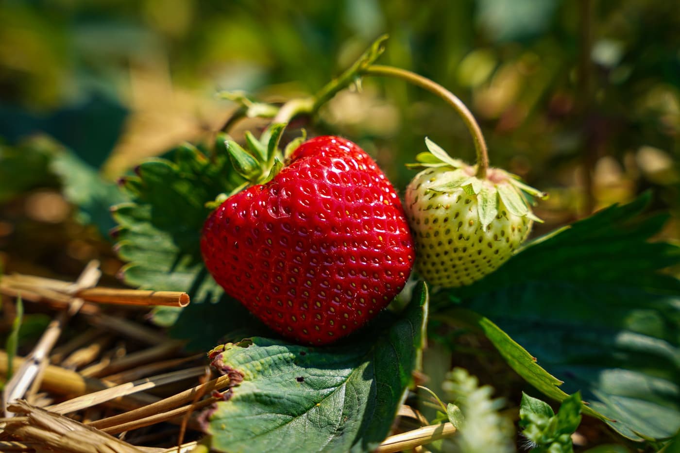 Pailler les fraisiers : éviter les fruits pourris