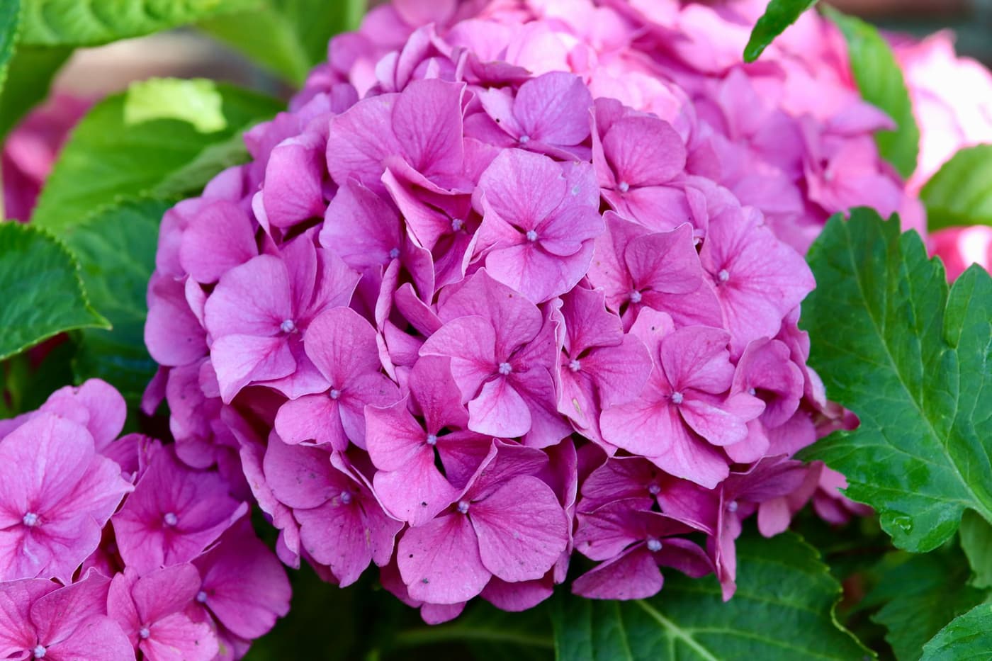 Paillage hortensia été : garder l'humidité