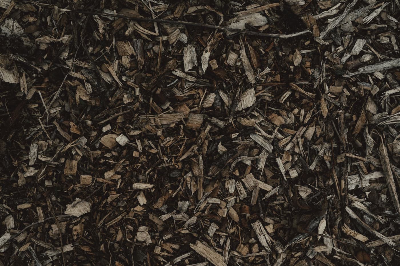 Paillage et limaces : que faire