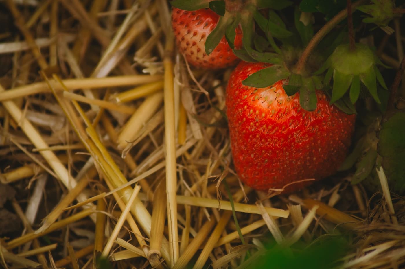 Paillage potager pas cher : les meilleures solutions